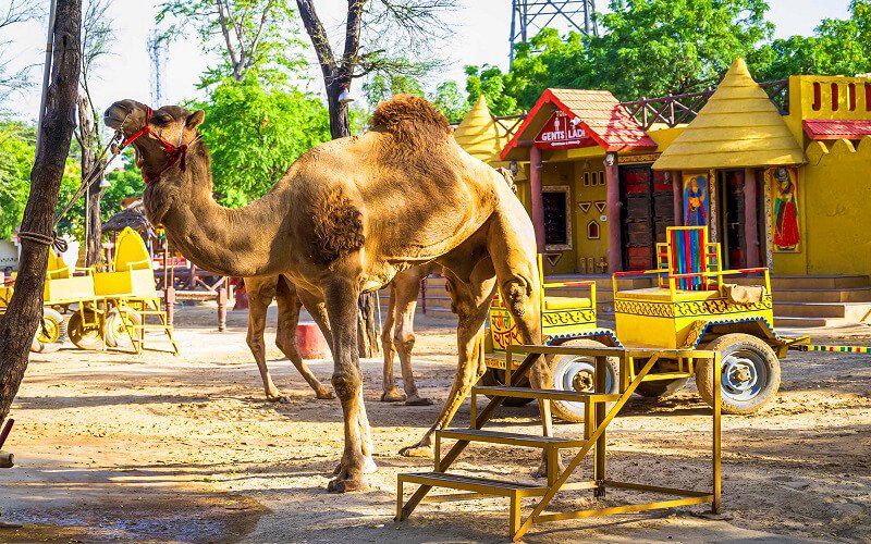 Jaisalmer Camel Safari at Sam Sand Dunes